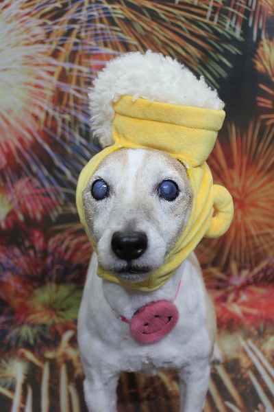 千葉県船橋市のジャックラッセルのトリミング画像