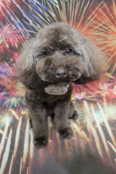 千葉県市川市のトイプードルのトリミング画像