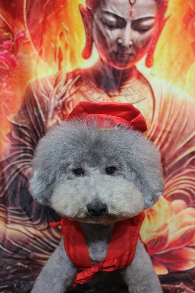 千葉県船橋市のトイプードルのトリミング画像