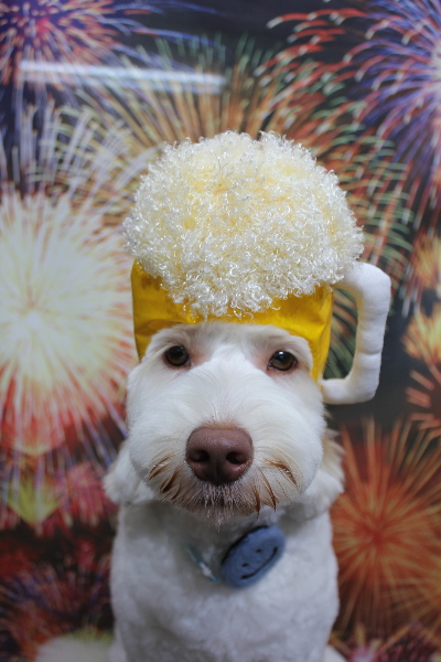 千葉県船橋市のオーストラリアンラブラドゥードルのトリミング画像