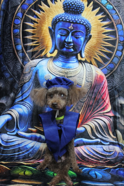 千葉県船橋市のトイプードルのトリミング画像