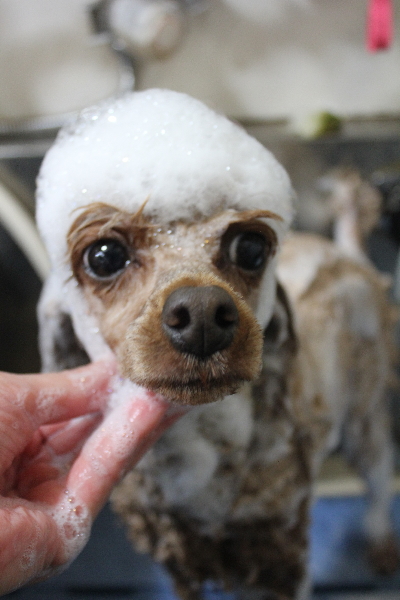 千葉県船橋市のトイプードルのシャンプー画像