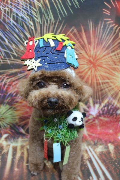 千葉県鎌ケ谷市トイプードルのトリミング画像