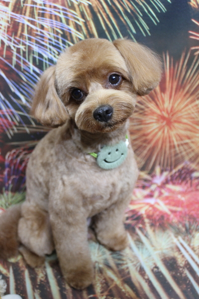 千葉県鎌ケ谷市のミックス犬のトリミング画像