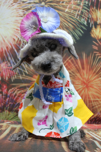 千葉県船橋市のトイプードルのトリミング画像