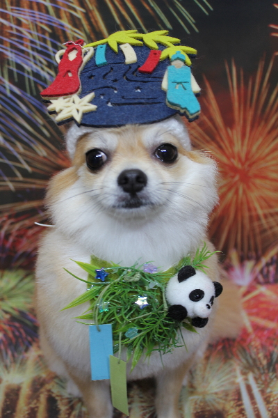 千葉県船橋市のミックス犬のトリミング画像