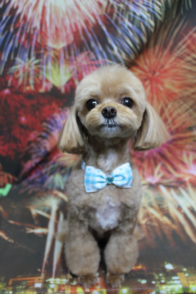 千葉県船橋市のミックス犬のトリミング画像
