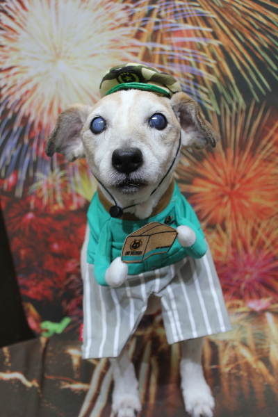 千葉県船橋市のジャックラッセルのトリミング画像