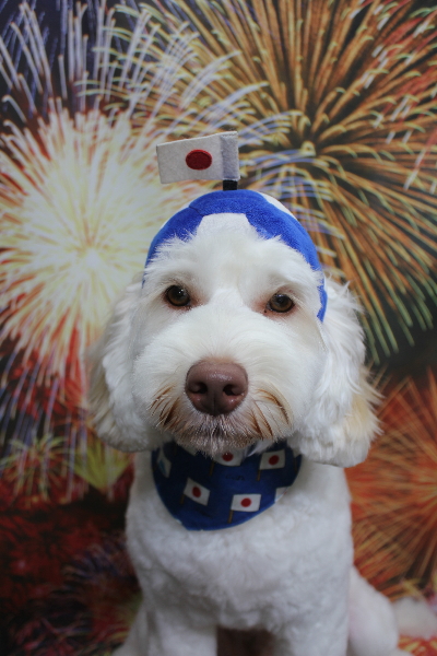 千葉県船橋市のオーストラリアンラブラドゥードルのトリミング画像