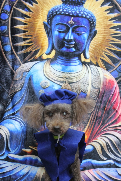 千葉県船橋市のトイプードルのトリミング画像