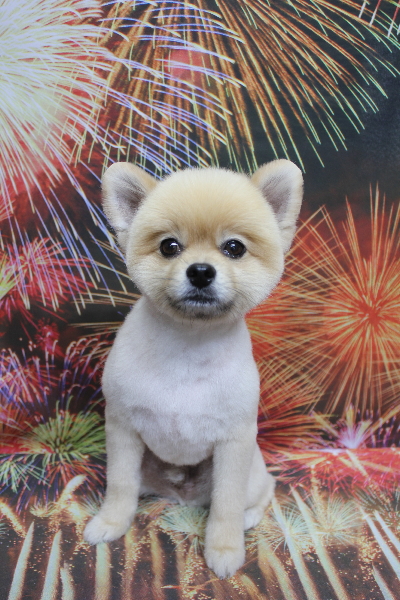 千葉県船橋市のポメラニアンのトリミング画像