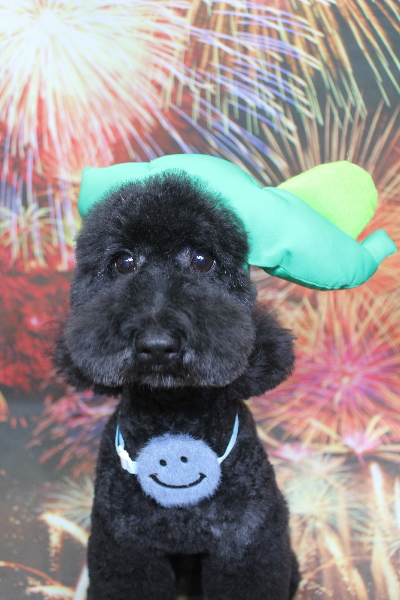 千葉県船橋市のトイプードルのトリミング画像