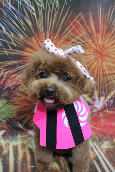 千葉県鎌ケ谷市トイプードルのトリミング画像