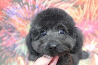 トイプードルブリーダーの子犬、トリミング画像