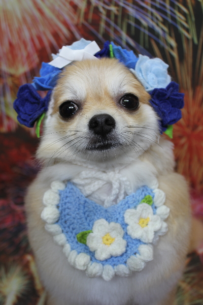 千葉県船橋市のミックス犬のトリミング画像