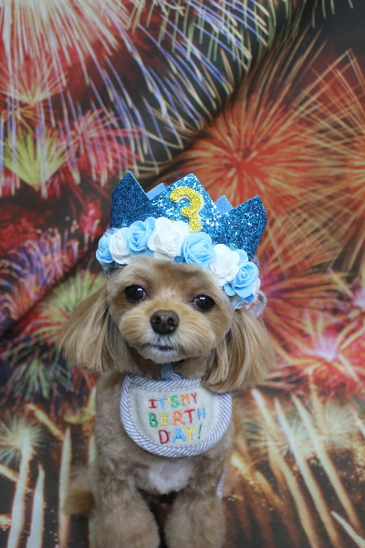 千葉県船橋市のミックス犬のトリミング画像