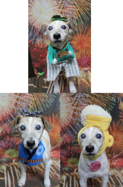 千葉県船橋市のジャックラッセルのトリミング画像