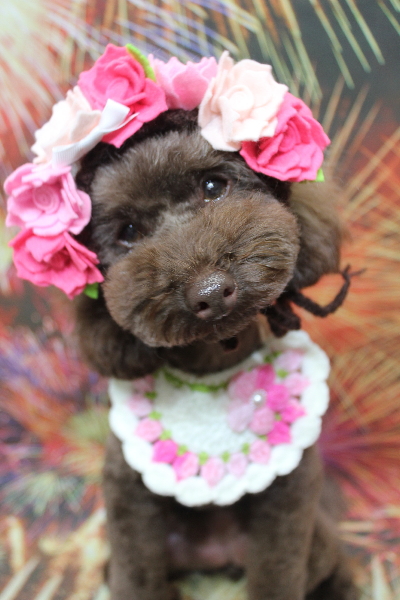 千葉県市川市のトイプードルのトリミング画像