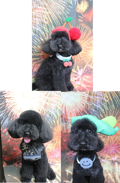 千葉県船橋市のトイプードルのトリミング画像