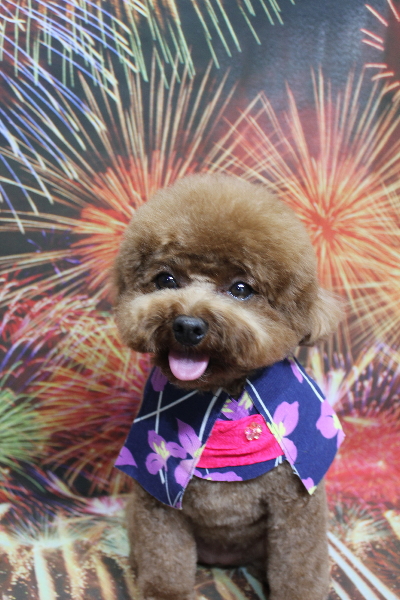 千葉県鎌ケ谷市トイプードルのトリミング画像