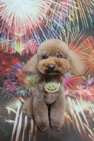 千葉県市川市のトイプードルのトリミング画像