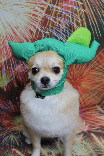 千葉県船橋市のミックス犬のトリミング画像