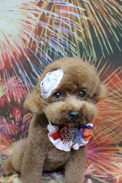 千葉県鎌ケ谷市トイプードルのトリミング画像