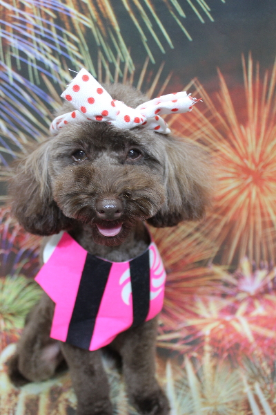 千葉県市川市のトイプードルのトリミング画像