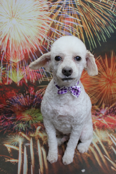 千葉県市川市のトイプードルのトリミング画像