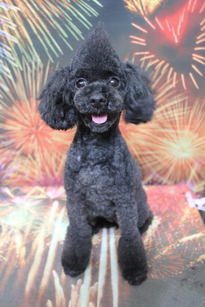 トイプードルブリーダーの成犬、トリミング画像