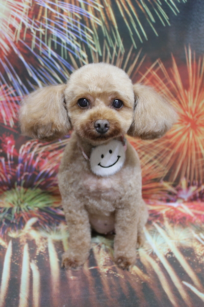 神奈川県横浜市のトイプードルのトリミング画像