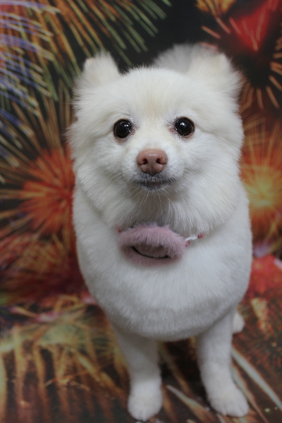 千葉県鎌ケ谷市ポメラニアンのトリミング画像