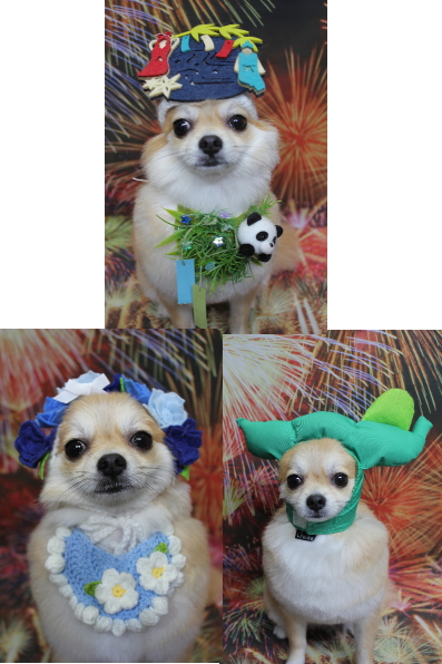 千葉県船橋市のミックス犬のトリミング画像