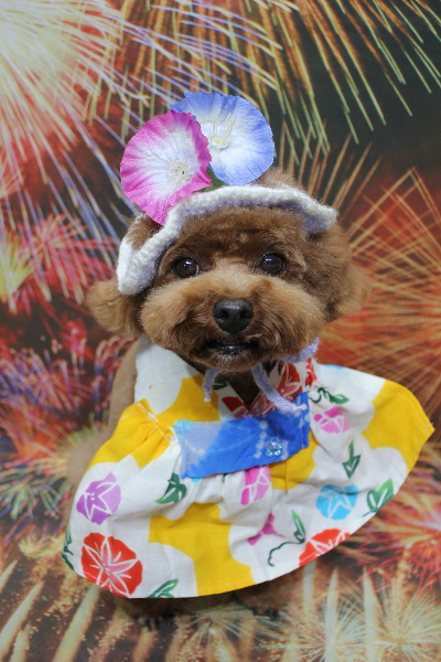 千葉県鎌ケ谷市トイプードルのトリミング画像