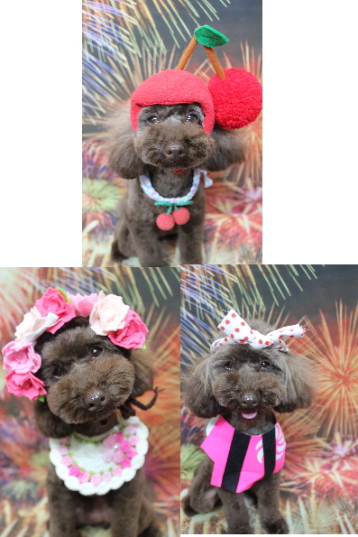 千葉県市川市のトイプードルのトリミング画像