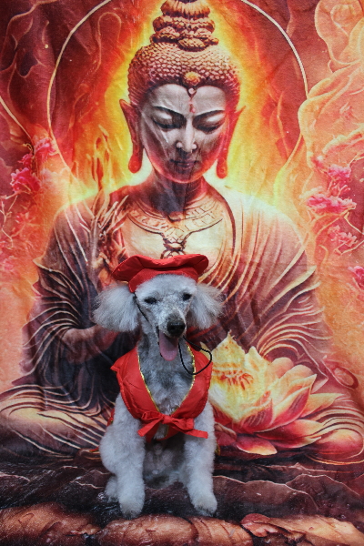 千葉県船橋市のトイプードルのトリミング画像