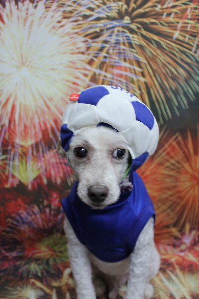 千葉県市川市のトイプードルのトリミング画像