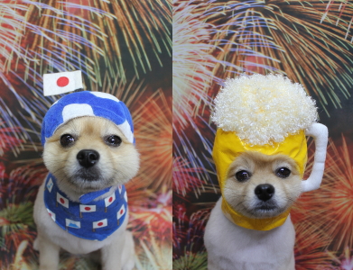 千葉県船橋市のポメラニアンのトリミング画像