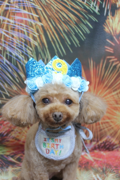 神奈川県横浜市のトイプードルのトリミング画像