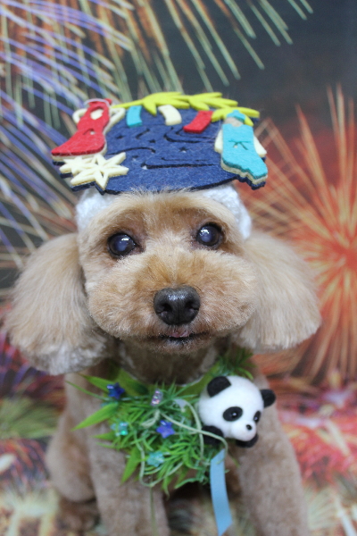 千葉県船橋市のトイプードルのトリミング画像