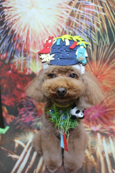 千葉県市川市のトイプードルのトリミング画像