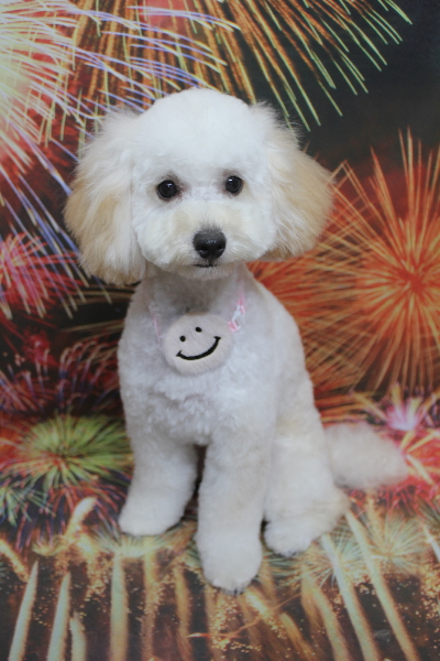 千葉県松戸市のトイプードルのトリミング画像