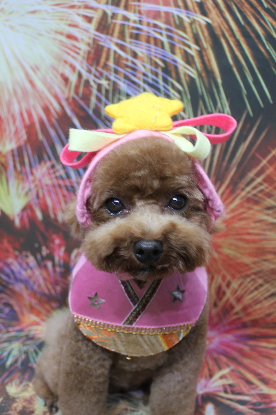 千葉県鎌ケ谷市トイプードルのトリミング画像