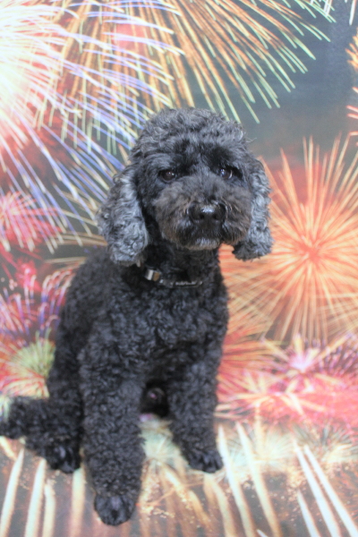 千葉県松戸市のトイプードルのトリミング前画像