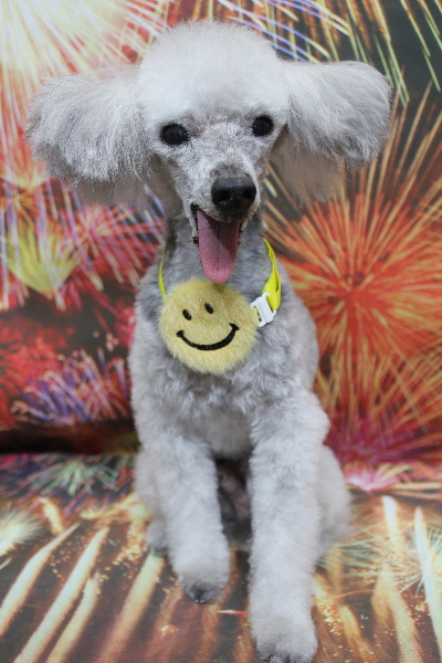 千葉県船橋市のトイプードルのトリミング画像