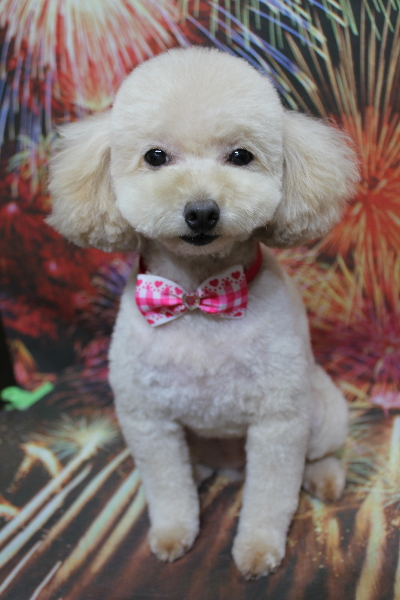 千葉県鎌ケ谷市のトイプードルのトリミング画像