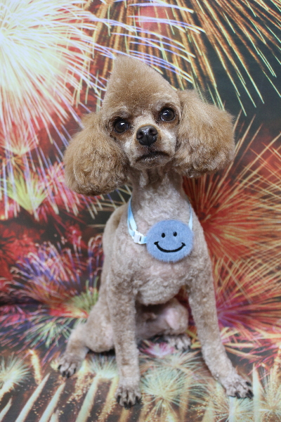 千葉県船橋市のトイプードルのトリミング画像