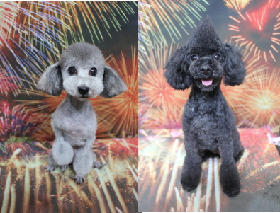 トイプードルブリーダーの成犬、トリミング画像