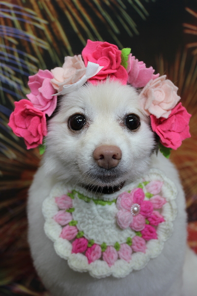 千葉県鎌ケ谷市ポメラニアンのトリミング画像