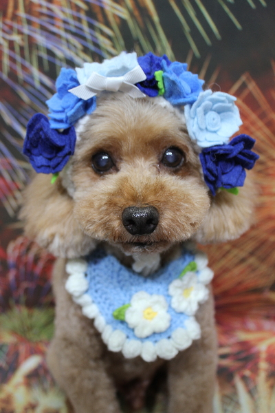 千葉県船橋市のトイプードルのトリミング画像